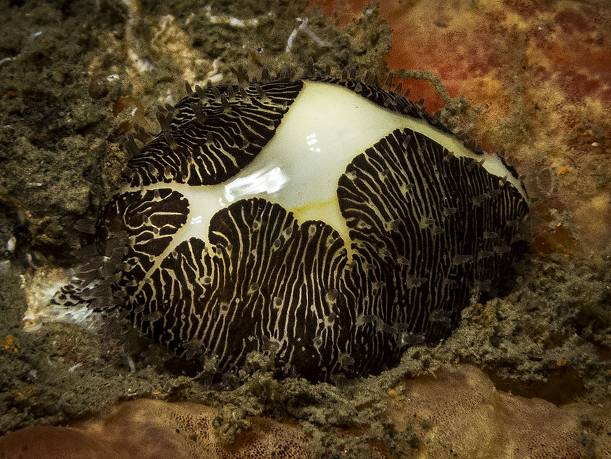 Monetaria moneta